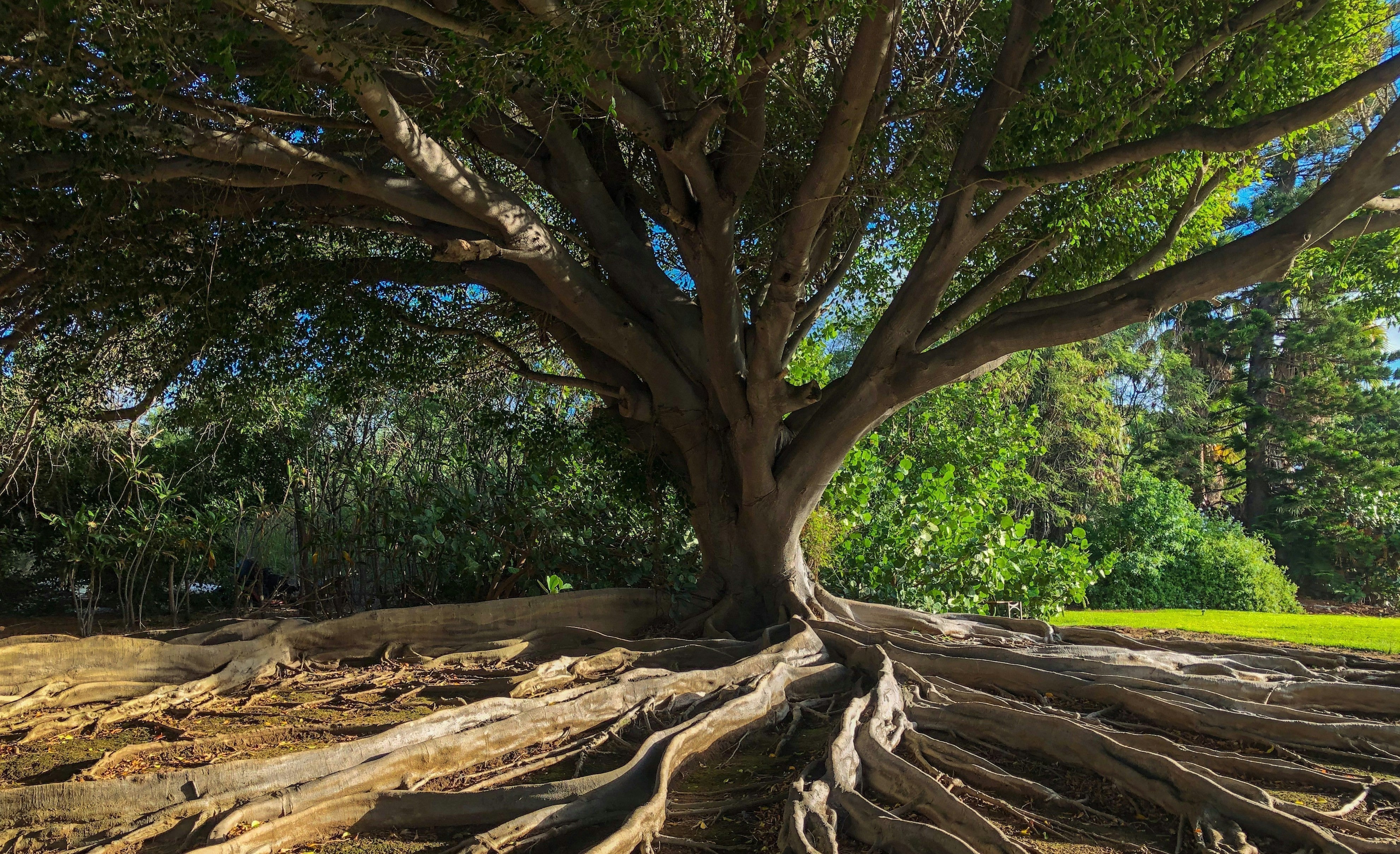 Auf dem Bild ist ein Baum mit langen und kräftigen Wurzeln zu sehen, der uns eine symbolische Veranschaulichung bietet.