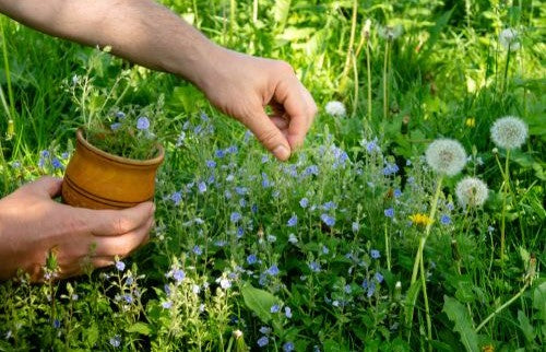 PlantDEA